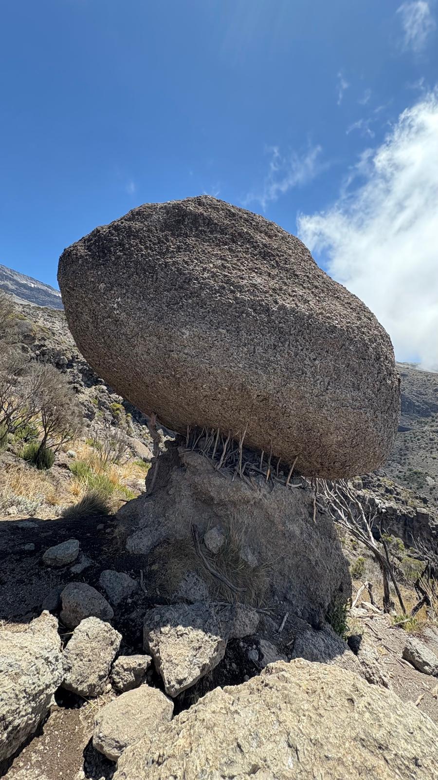 Read more about the article העוקב הראשון – גירסת הענפים